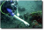 Visiting a "cleaning station," Alea was invited to let the little shrimp and fish do their thing