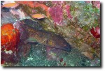 An eel takes his turn under the rocks as well.