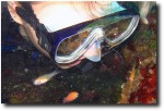 The shrimp will even climb on your mask and clean your teeth!