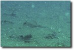 We saw a few rays skittering around