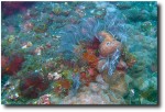 Beautiful coral.