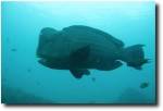 Bump head parrot fish - huge!