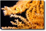 Susan's always wanted to see seahorses in the wild