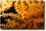 These are shots of a pygmy seahorse