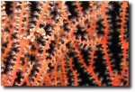 He/she is about the size of your pinkie nail - it is like playing "Where's Waldo?"