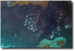 Lion fish (hiding under a rock)