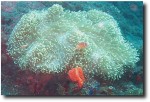 Clownfish