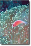 Clownfish close up