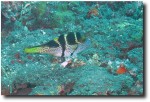 Puffer