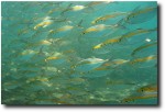 School of fish