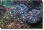 Fish and Coral