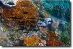 Fish and Coral