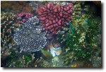 Even more gorgeous coral than at the Liberty
