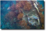 These are all snorkeling pictures, so you can see how great the light was.