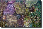 Coral, coral, everywhere...
