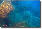 Bat Fish