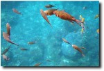 I just like the way it looks like the fish are flying