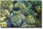 Puffer!