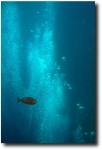 Solitary fish