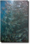 Tornado of fish!