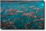 Fishies!