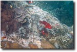 The girls went to check out "their" colony of clownfish