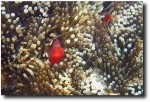 Alea had stumbled upon a rock with a ton of clownfish on it.