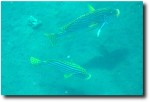 Back at the Liberty, on the morning that we left, we saw a cleaning job being done by a wrasse.