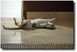 Even the cats felt like lounging after the morning free-for-all.