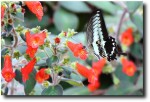 While the scenery on the way up to Camp Bravo was colorful, so were the butterflies!