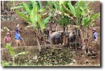 As we got closer to the camp, the rice terraces came to life, and the local farmers greeted us!