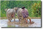 Here he is demonstrating the proper rice paddy plowing technique - I really like this picture!