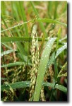 Dew-covered rice plants greeted us to the paddies.