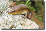 A skink visited us during lunch - luckily he escaped unscathed!