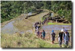 We climbed steep hills, covered with terraced rice paddies.