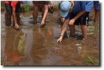 Besides riding the plow, kids got to work on creating a matchless fire and building a bridge across the stream. They also go to try their hand at was planting rice!