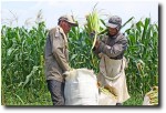 We even saw corn being harvested - Indonesian style. Let me tell you, it was a hot day, and yet these guys were all covered up.