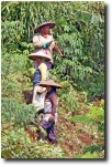 Three working women in the steeply terraced fields.