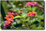 Beautiful flowers along the way