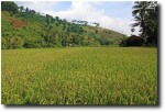 Rice as far as the eye can see