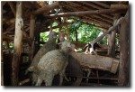 A few sheep greeted us in the village