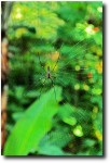 And a big old wood spider gave some of the kids a scare!