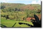 Rice paddies down below, red terraced hills up above.