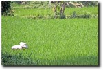 While others work hard in the fields (she almost looks like a mushroom!)