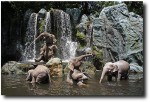 Elephants carousing on the Jungle Safari ride