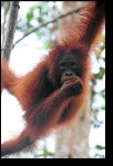 Our first glimpse of an orangutan! Looks like he just got out of the bath!
