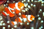 Clownfish hiding in the anemones. These are easily our favorite and the most photogenic of the fish we see below the surface!