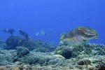 3 cuttlefish skooching along the bottom