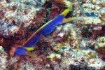 A couple of blue ribbon eels are disturbed by our presence