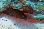 But this moray eel doesn't seem to mind us around